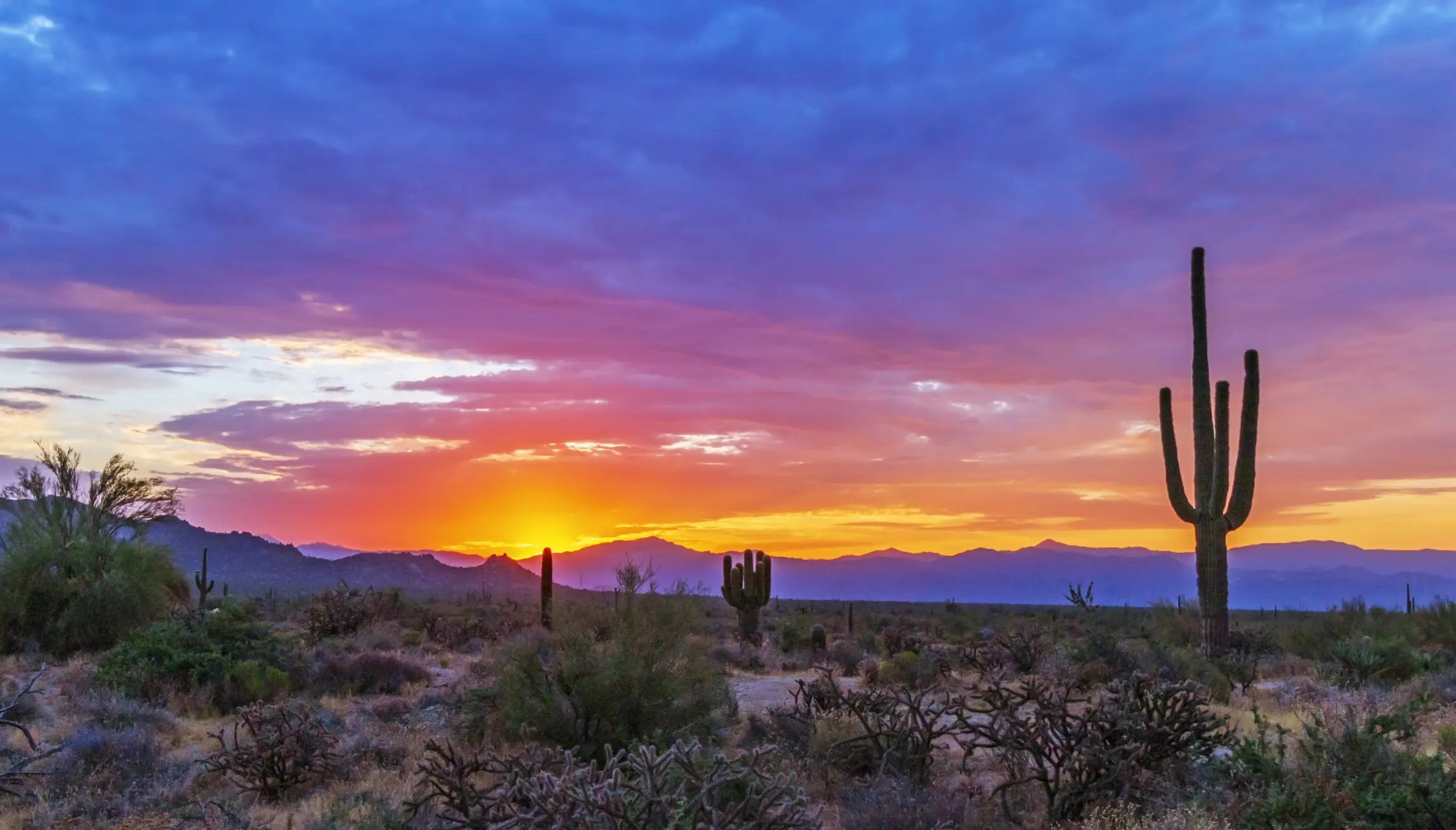 Beautiful desert scenery in Scottsdale, AZ