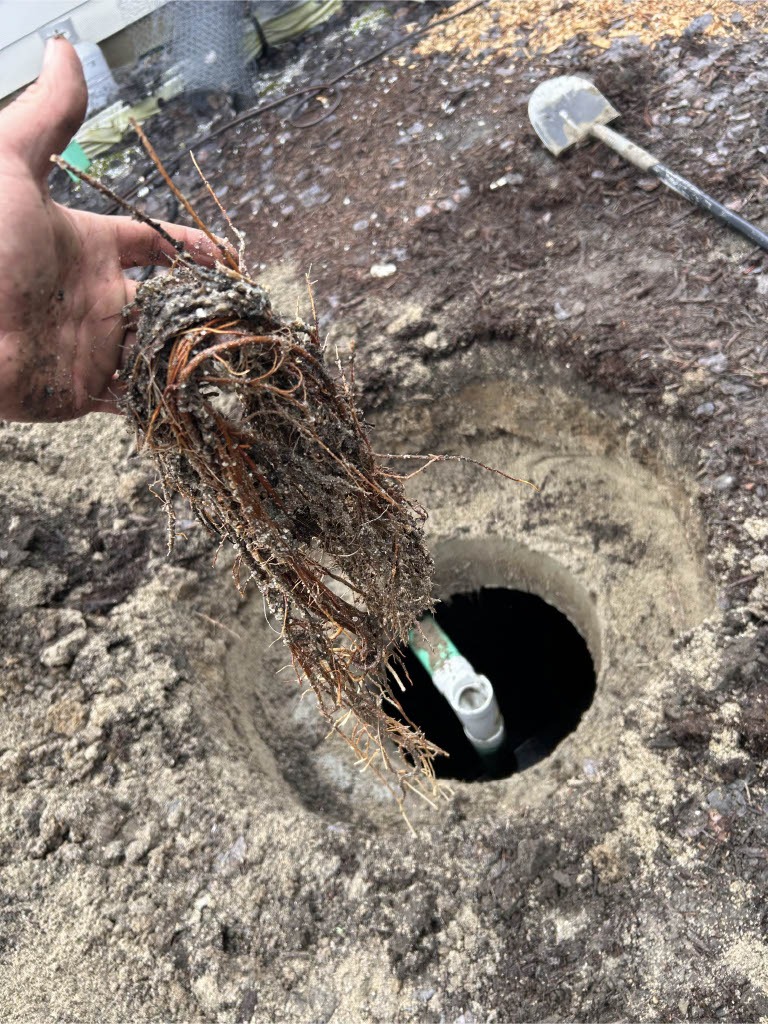 tree roots near sewer line in yard causing potential blockage