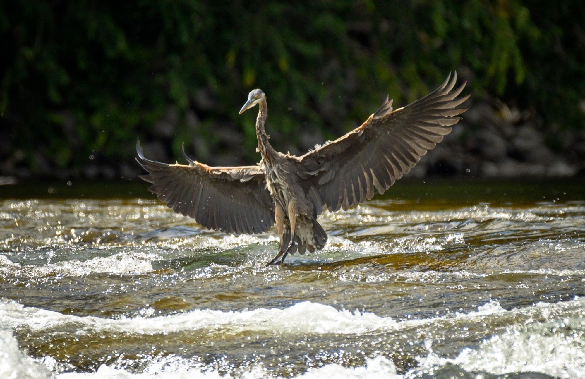 A great blue heron landing in the rapids of the Wenatchee River near Cashmere, WA, where A&N Plumbing provides sewer camera inspections.